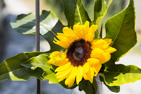 向日向自然黄色植物婚礼向日葵背景图片