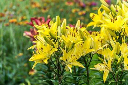百合花花芯花床上有很多美丽的黄色百合丽花花园植物植物群植物学叶子园艺花坛宏观地段花瓣背景