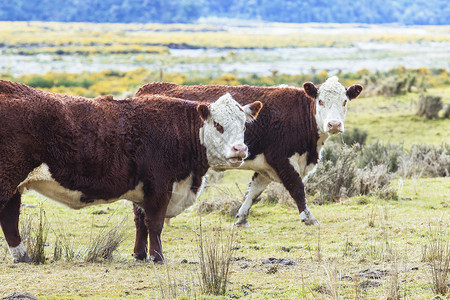 新新西兰农场的牛牛背景图片