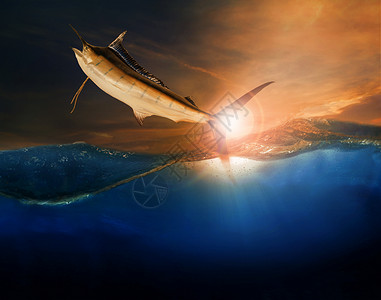 飞越蓝海海洋用于海洋生物和 beau的旗鱼背景图片