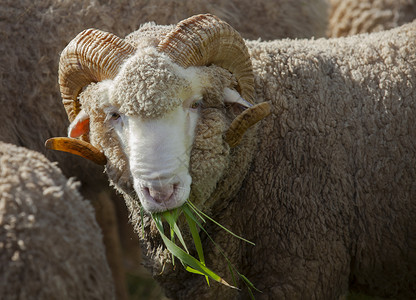 农村牧场中吃鲁齐草的雄毛羊高清图片