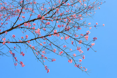 紧贴着美丽盛开的粉红色花朵 喜马拉雅大喜马拉雅樱花背景图片