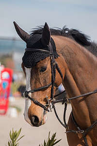 跳马头马术冠军牧场活力动物耳朵竞赛晴天运动哺乳动物背景图片