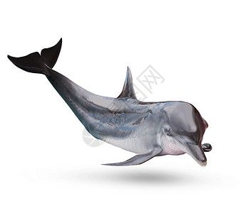 海豚尾巴漂浮漂浮的高清图片