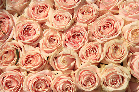 粉红婚礼玫瑰植物群鲜花团体婚姻新娘花瓣绿色花朵装饰品中心背景图片