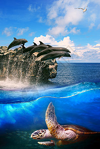 海龟在深海海豚军平和海鸥上面飞翔使用高清图片