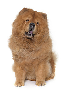 饼干条狗宠物动物棕色长发工作室成人毛皮背景图片