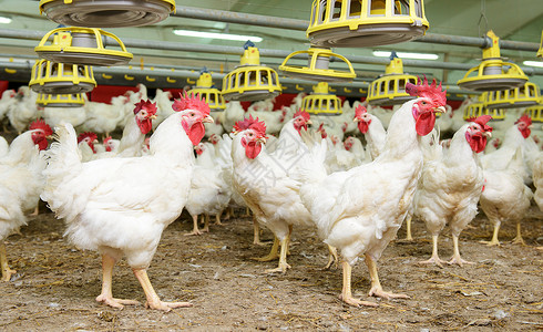 白鸡农场团体商业鸟类白色母鸡家畜乡村食物家禽健康背景图片