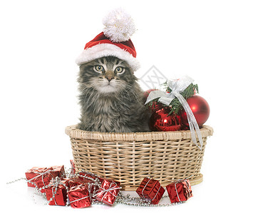 小猫和圣诞节背景图片