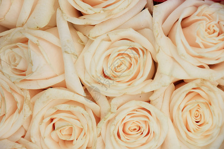 结婚玫瑰花鲜花玫瑰团体婚礼婚姻中心粉色花瓣花朵花束背景图片