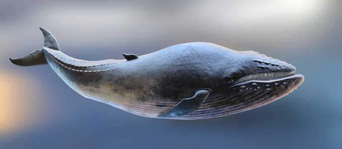 鲸类模式背景图片