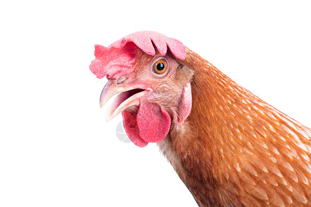 鸡嘴莲美女棕褐母鸡的相近侧视线隔离动物群宠物公鸡居住小鸡皮肤家禽乡村红色白色背景