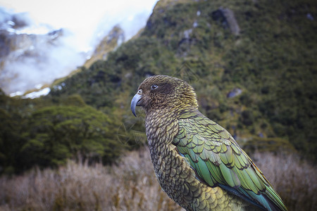 新新西兰自然野生菜鸟背景图片