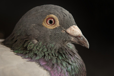 灰色鸽子灰色的野生动物高清图片