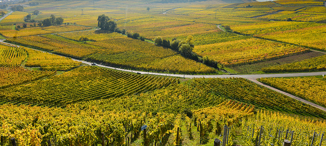 wine法国阿尔萨斯葡萄庄园Wine Road草本植物国家森林藤蔓教会爬坡农村街道农业飞鸟背景