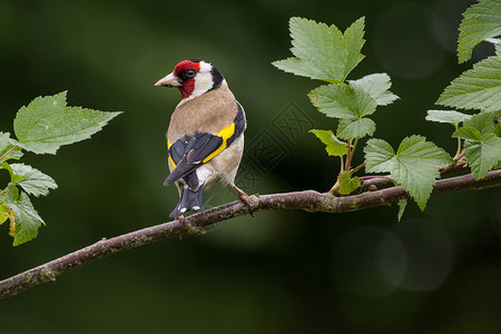 位于伯赫的戈德芬奇黄色花园野生动物黑色白色荒野红色背景背景图片