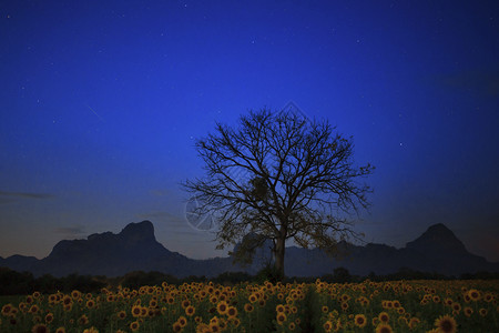 向日葵田和干树枝对面的夜间摄影背景图片