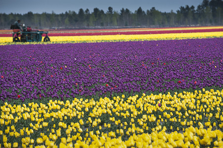 吉伦特郁金香农场的一排颜色花园紫色花朵场地橙子叶子花瓣农业图层草地背景图片