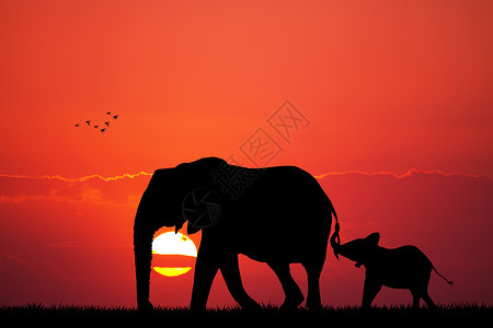 大象与小象背景图片