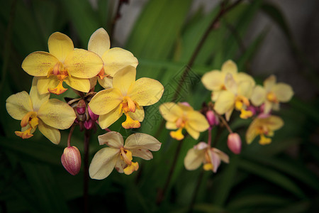 美丽的热带黄兰花花花朵露出浅色背景图片