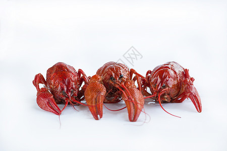 三条煮熟的龙虾 白底爪子被分离背景图片