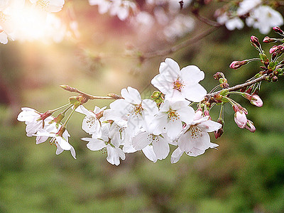 西仓树花的盛开高清图片