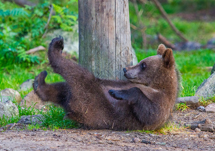 熊皮棕熊毛皮棕色哺乳动物森林动物食肉危险捕食者荒野背景