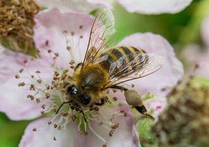昆虫宏黄色蜂蜜条纹树叶昆虫野生动物动物背景图片