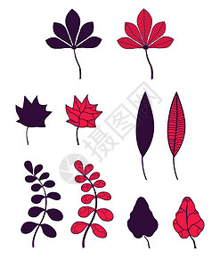 一系列秋叶漩涡白色黑色棕色季节橡木植物收藏桦木植物学背景图片
