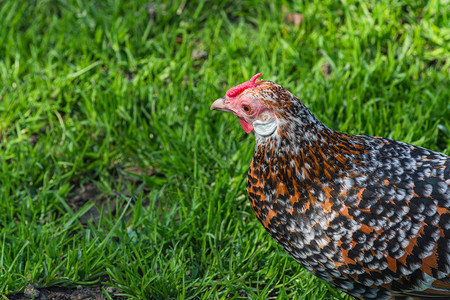 农场的自轮鸡养殖宠物家禽家鸡哺乳动物眼睛动物品种畜牧业鸡冠背景图片