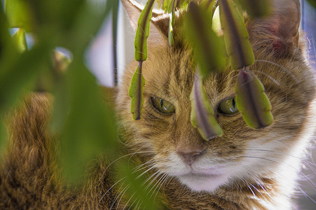 红猫红色猫特端晶须耳朵眼睛毛皮哺乳动物条纹小猫动物猫科虎斑图片