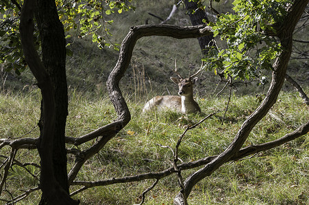 荷兰的年轻落地鹿荒野警报耳朵驱动背景图片