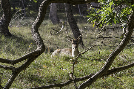荷兰的年轻落地鹿荒野驱动耳朵警报背景图片
