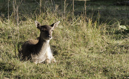 荷兰的年轻落地鹿驱动耳朵警报荒野背景图片