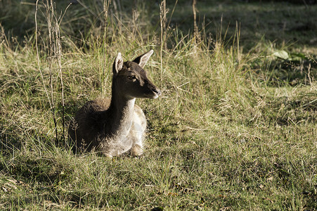 荷兰的年轻落地鹿荒野警报驱动耳朵背景图片