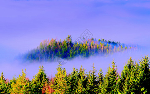 雾中的森林蓝色树木背景图片