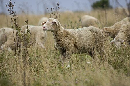 在草原上自然的羊群 户外耕种高清图片