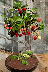 水果树灯樱桃树 用泥土做成的 手工制作的肉卷叶子艺术盆景花盆艺术品风格盆栽红色装饰水果背景