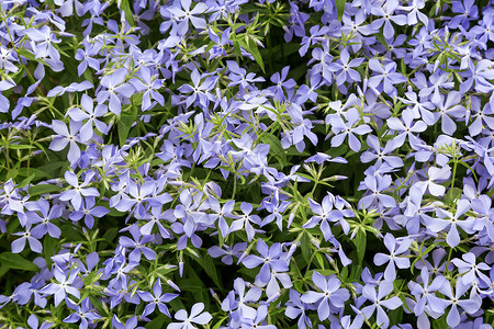 浅蓝色紫罗兰正在花床上开花背景图片