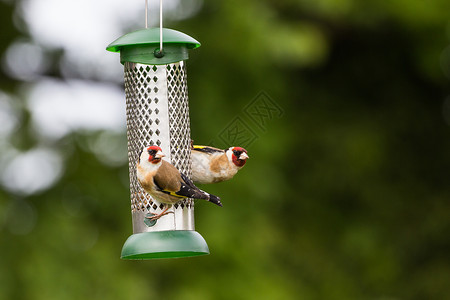 2个Goldfinch 在园圃的食人者图片