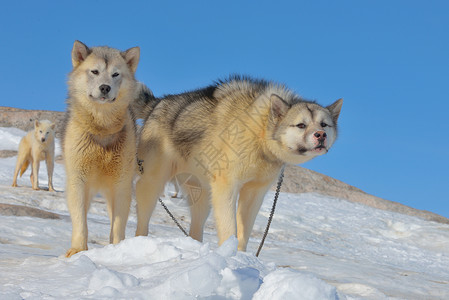 格陵兰雪橇狗放松高清图片