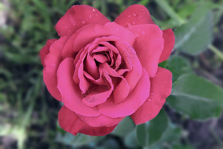 美丽的花朵 与叶子的绿色对立花园植物学花瓣园艺芳香粉色玫瑰植物背景图片