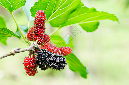 红莓水果在树上 在农场的贝里高清图片