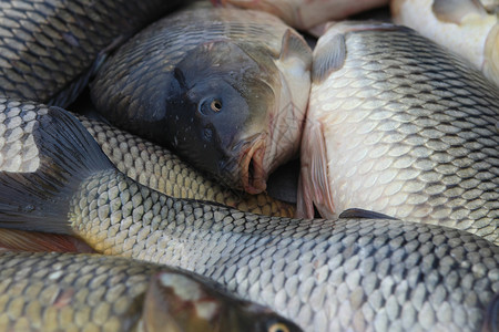 新鲜鱼海鲜钓鱼市场鲤鱼托盘食物背景图片