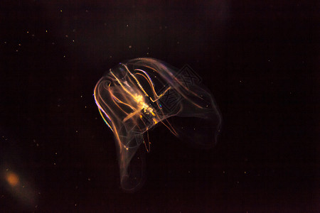 被称为的可comb水母海蜇触手海洋水族馆盐水芡实母门背景图片