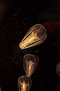 被称为的可comb水母母门海蜇盐水触手水族馆芡实海洋背景图片