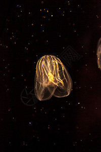 被称为的可comb水母母门盐水海洋芡实水族馆海蜇触手背景图片