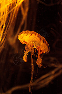 日本海织鱼水母水族馆盐水芡实海蜇触手海洋背景图片