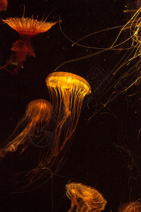 日本海织鱼水母盐水触手芡实海洋海蜇水族馆背景图片