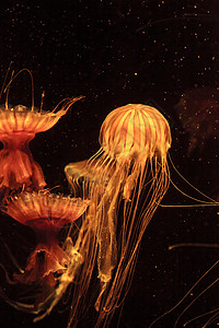 日本海织鱼水母水族馆触手海蜇海洋芡实盐水背景图片